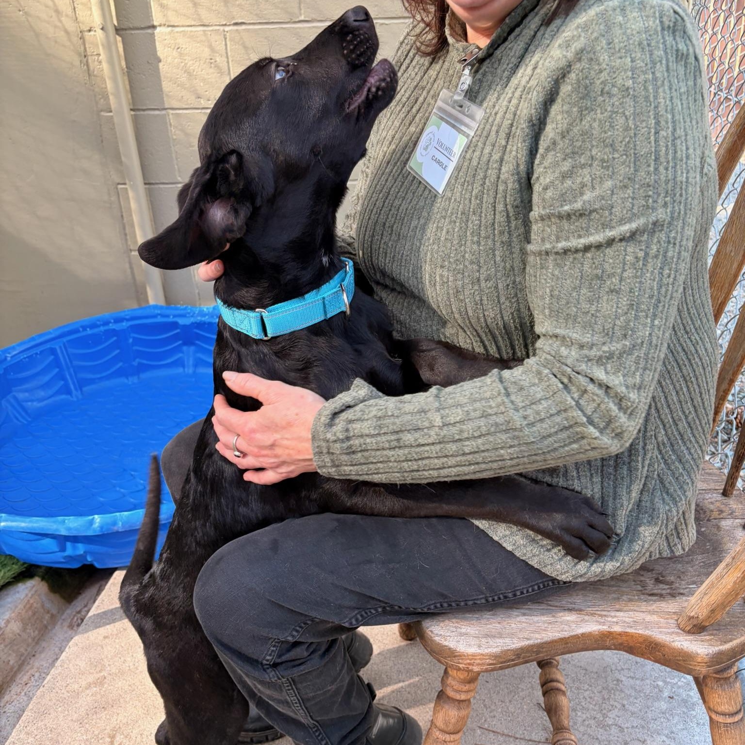 Whisper, an adopted mixed breed in Grass Valley, CA image 4/5