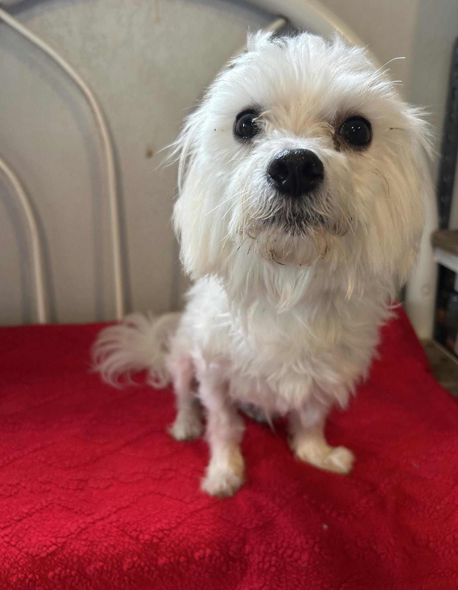 Falcor, Adopted, Adult Male Maltese.
