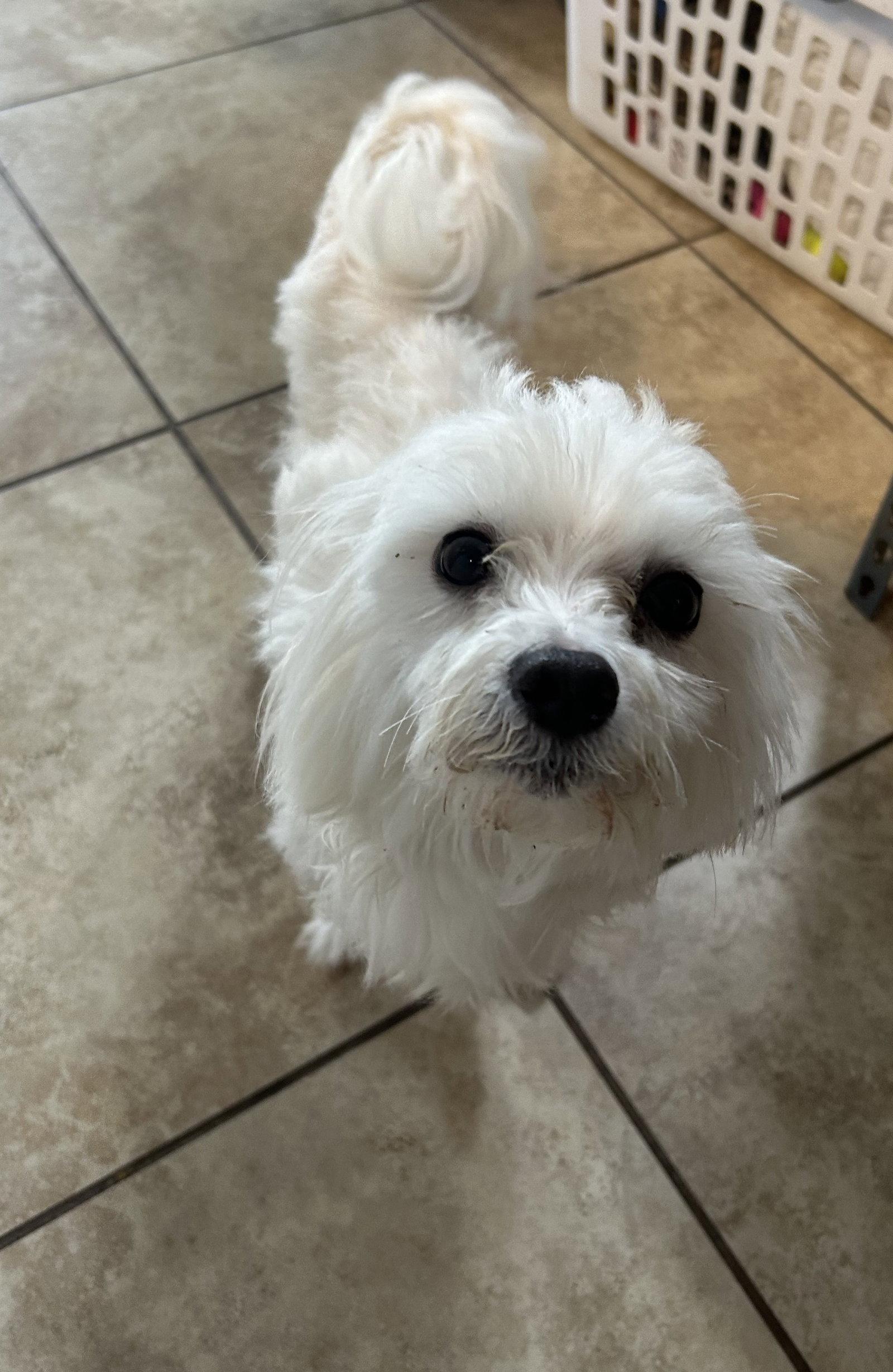 Enlarge Falcor, a Adopted Maltese in Pipe Creek, TX image 2/3