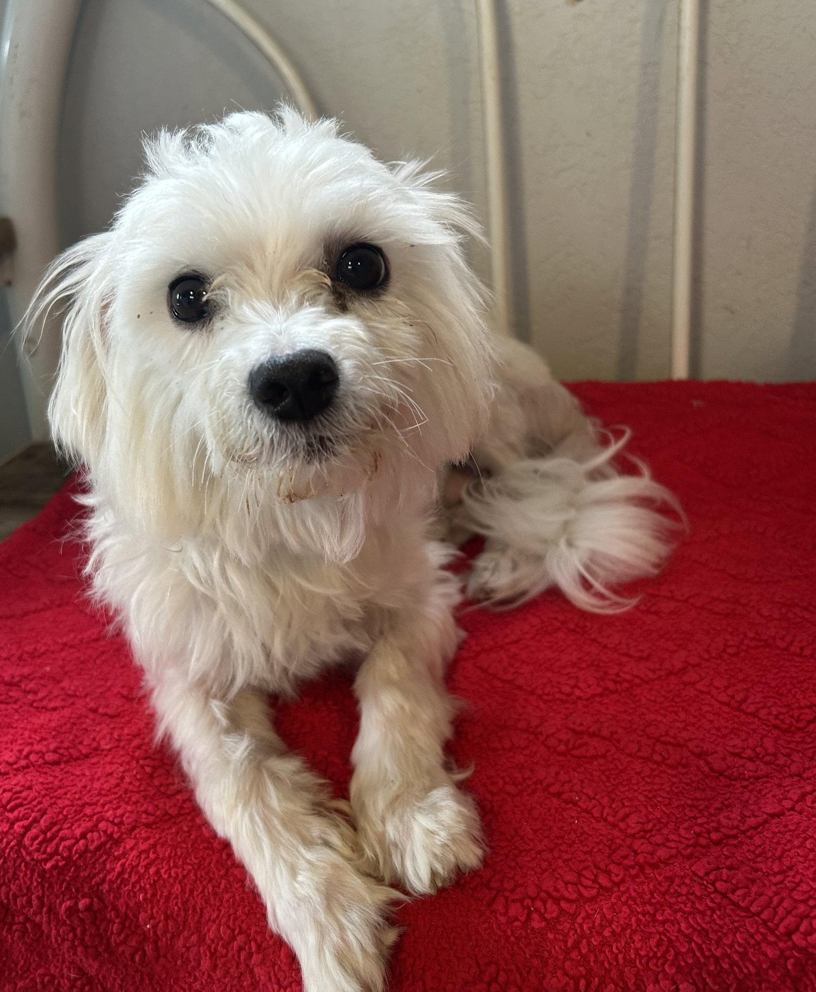 Enlarge Falcor, a Adopted Maltese in Pipe Creek, TX image 3/3