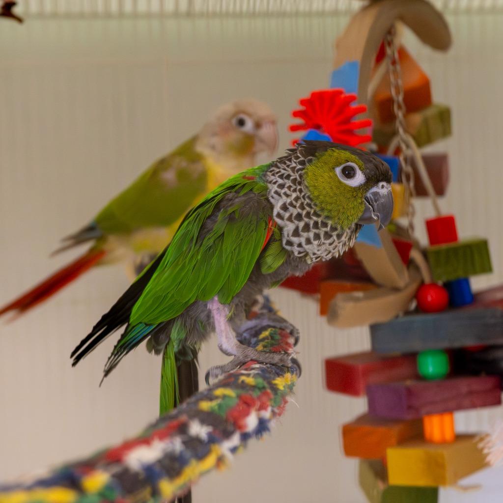 Enlarge Lewis, a Adoptable Conure in Twentynine Palms, CA image 1/1