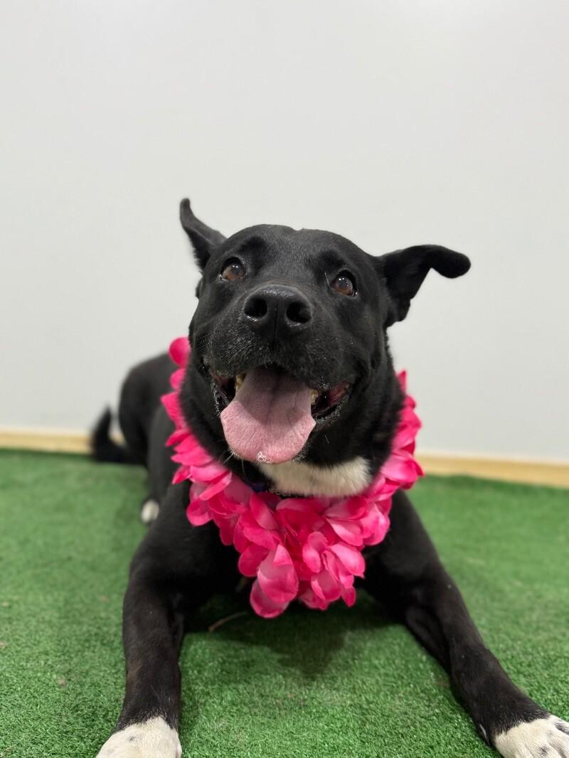 Bruno, Adoptable, Young Male Labrador Retriever & Australian Kelpie.