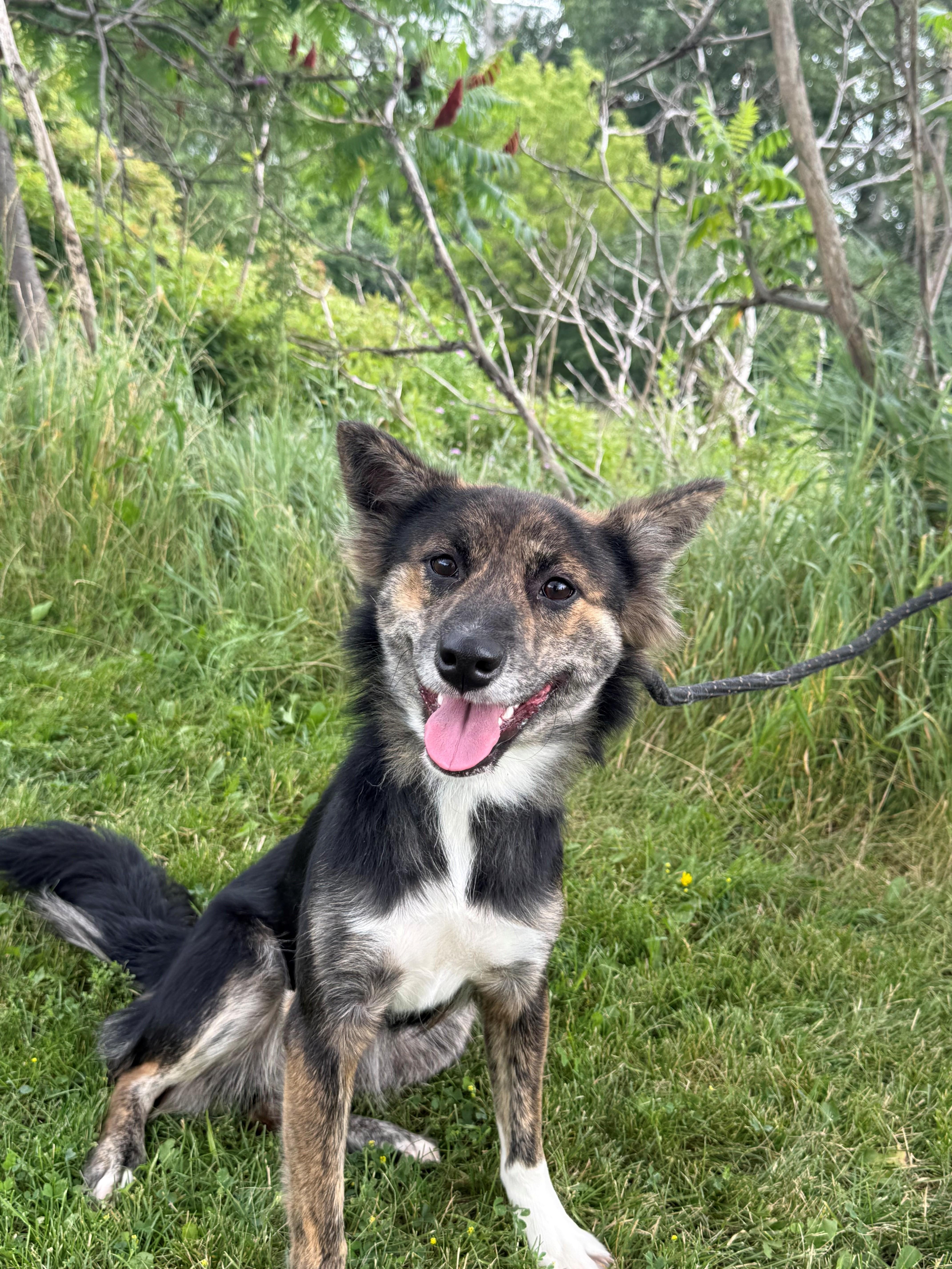 Enlarge Minnow, an adoptable mixed breed in Hamilton, ON image 3/6