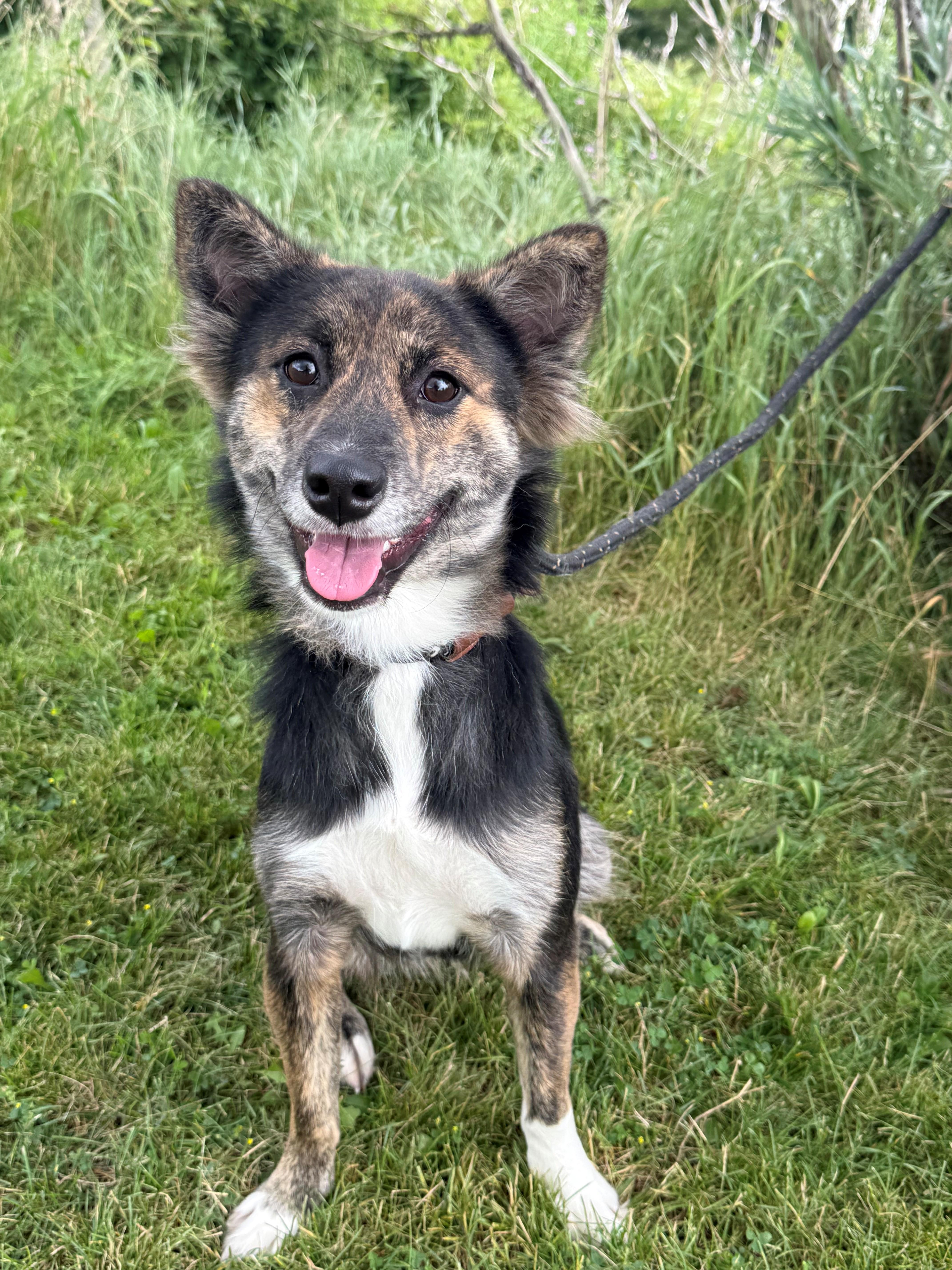 Enlarge Minnow, an adoptable mixed breed in Hamilton, ON image 4/6