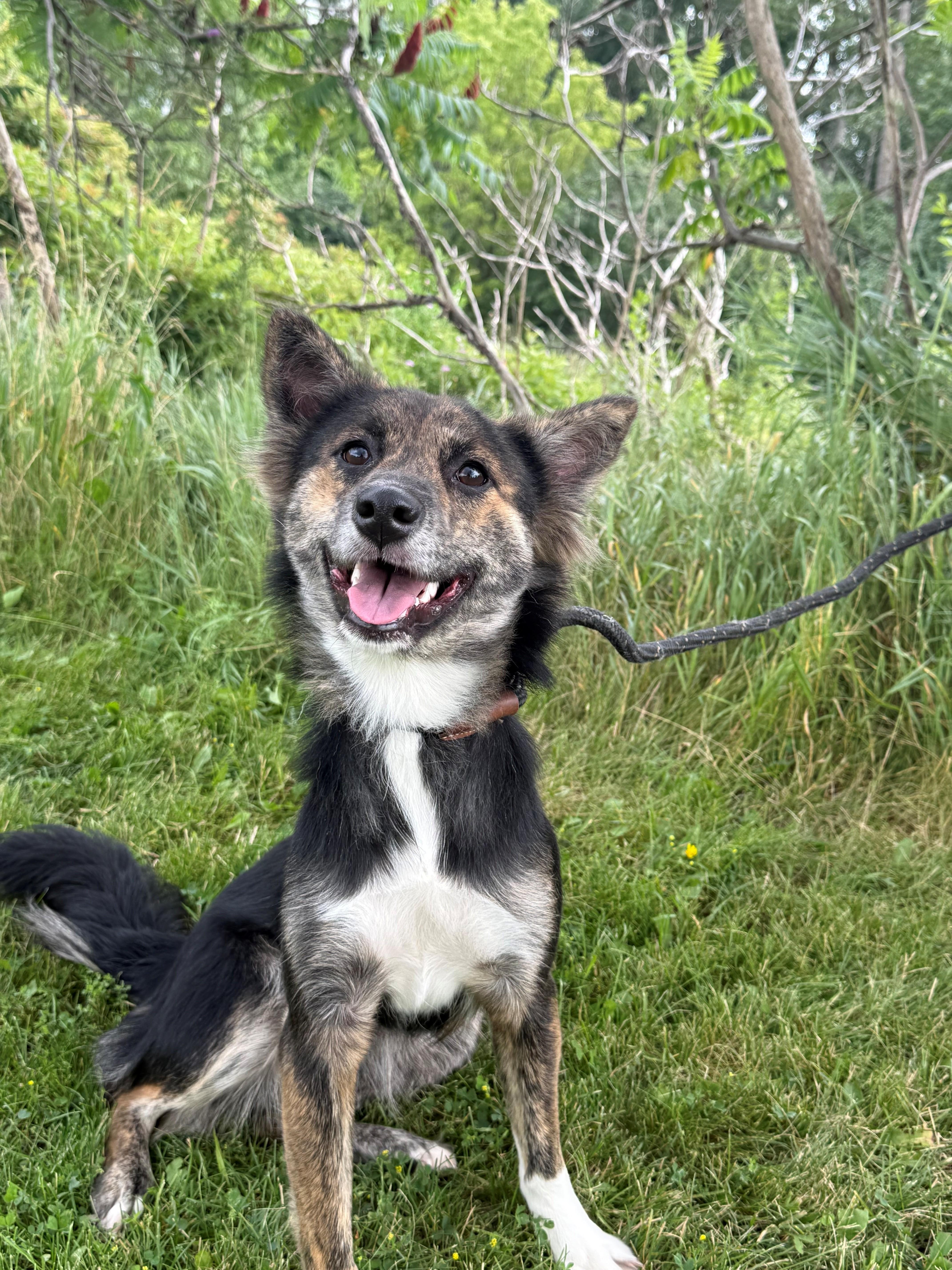 Enlarge Minnow, an adoptable mixed breed in Hamilton, ON image 2/6