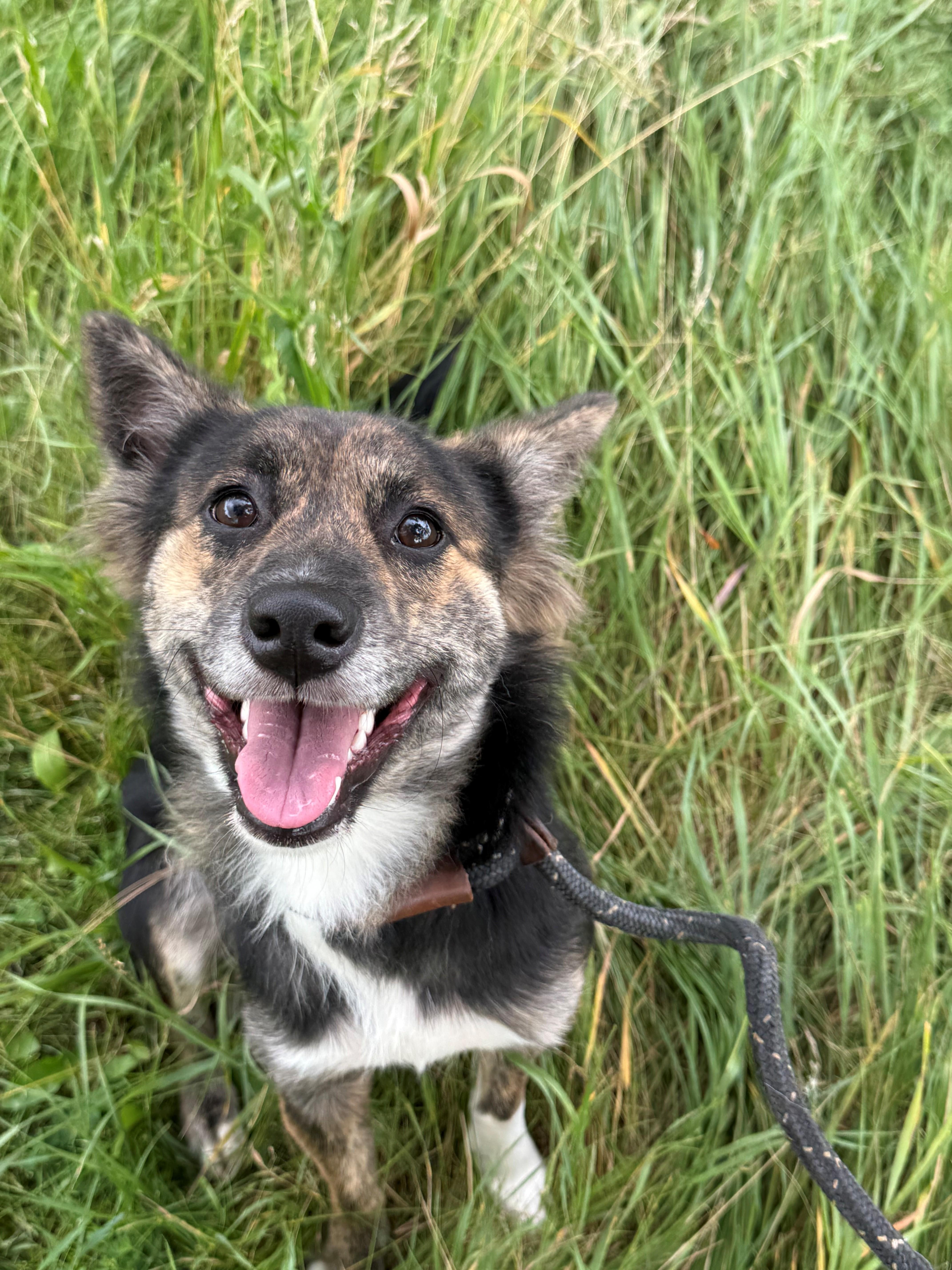 Enlarge Minnow, an adoptable mixed breed in Hamilton, ON image 6/6