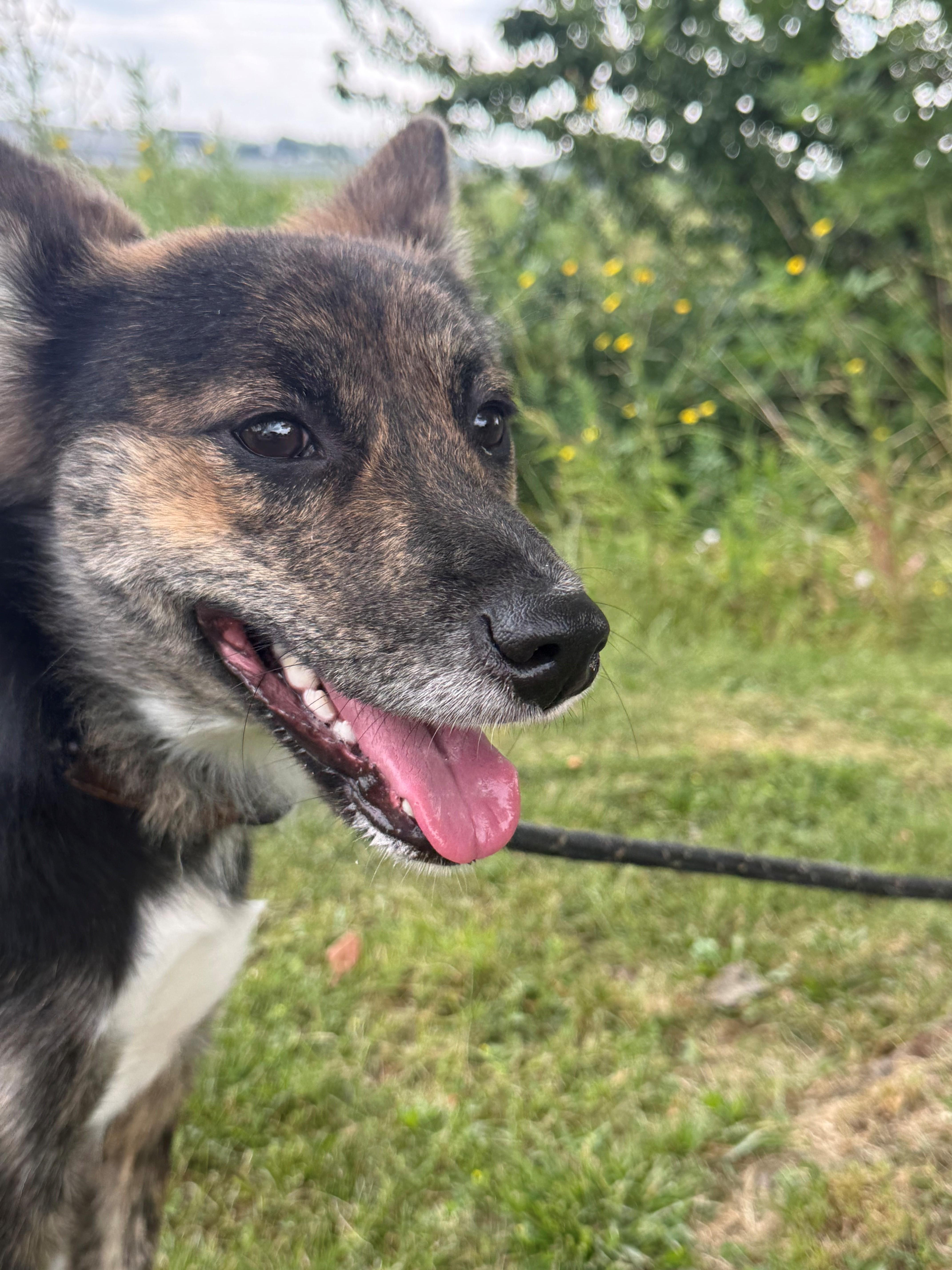 Enlarge Minnow, an adoptable mixed breed in Hamilton, ON image 5/6