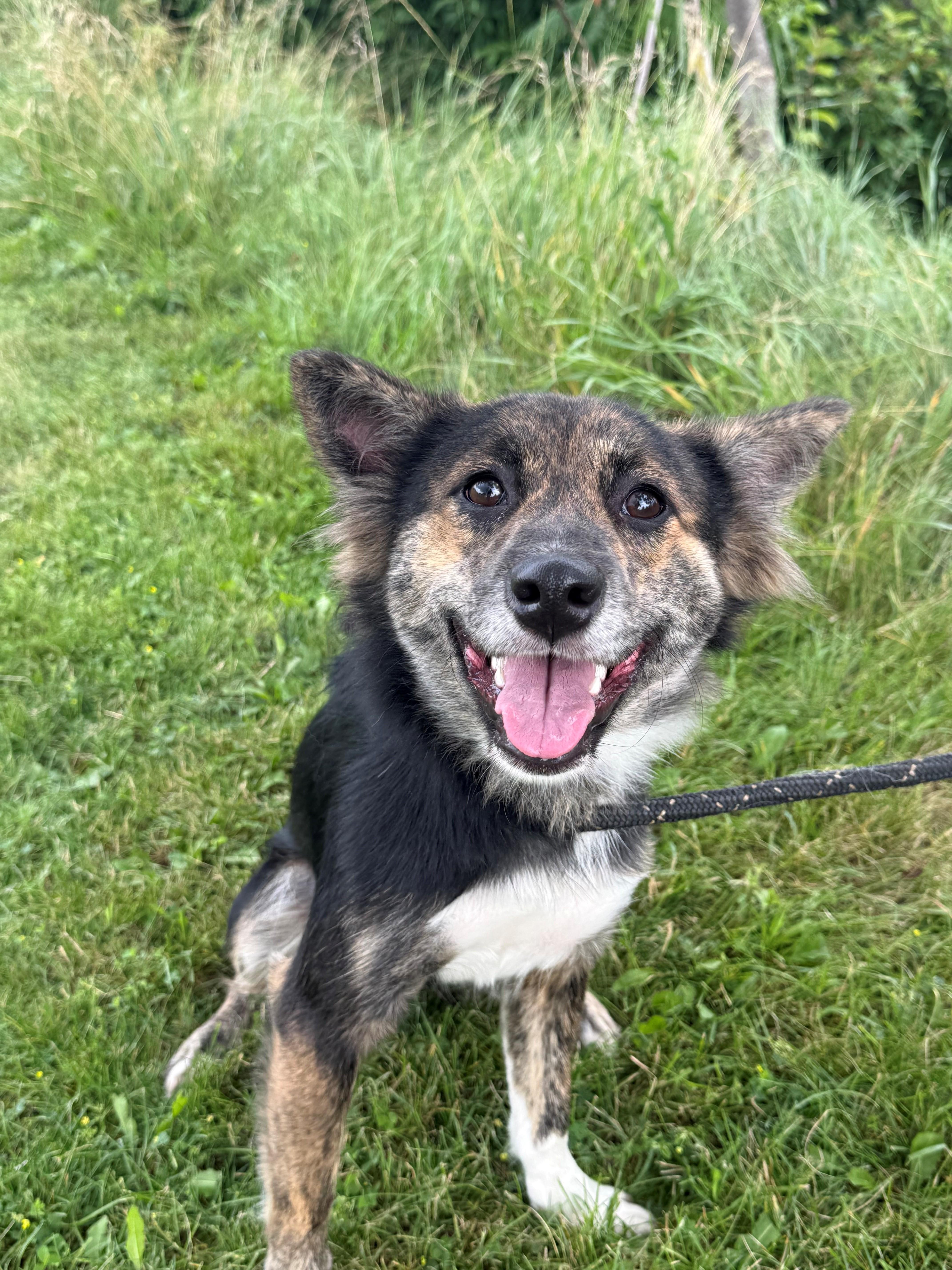 Minnow, adoptable, Adult Female Border Collie.