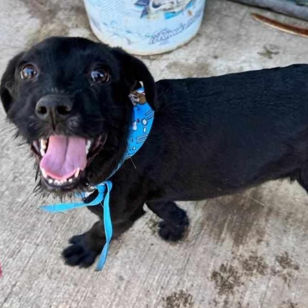 Mojarra, Young Female Labrador Retriever