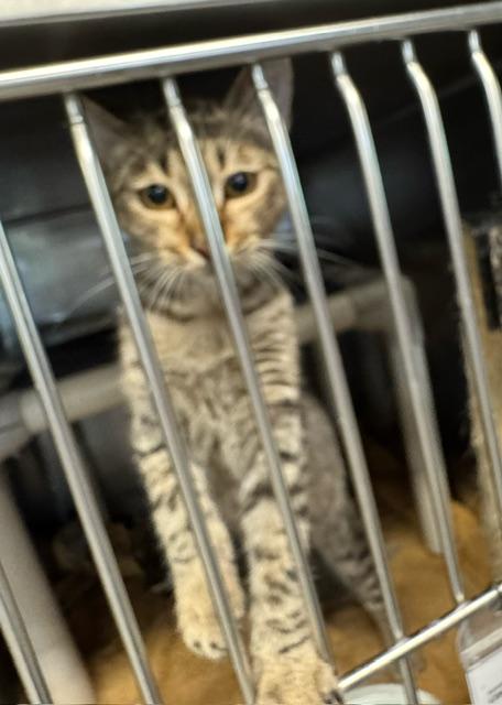 Enlarge RABBIT, a Adoptable Domestic Short Hair in Lynn Haven, FL image 1/1