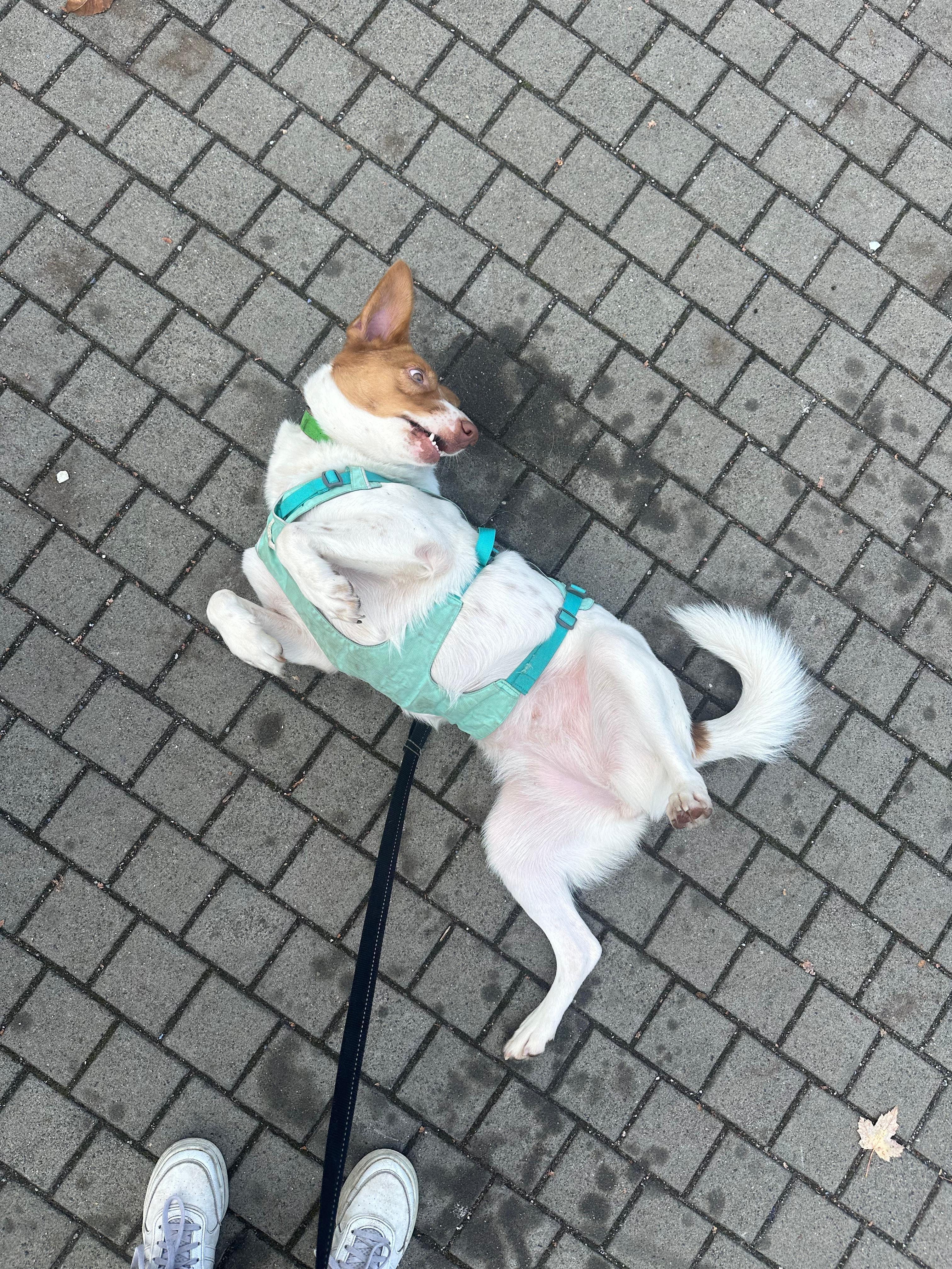 Goose, a Adoptable mixed breed in North Vancouver, BC image 2/4