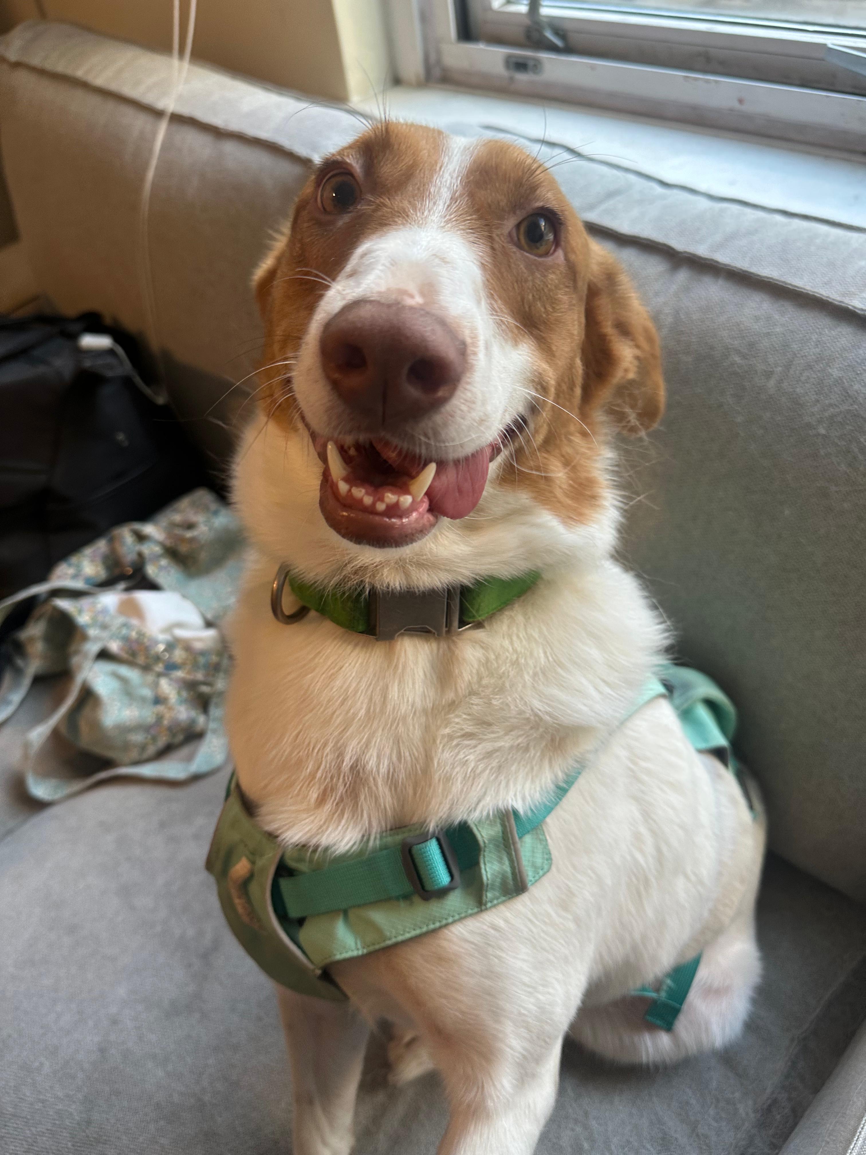 Goose, a Adoptable mixed breed in North Vancouver, BC image 3/4