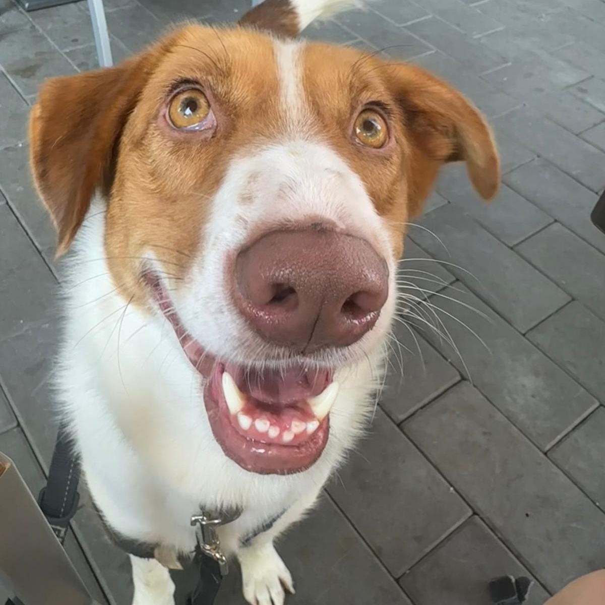 Goose, a Adoptable mixed breed in North Vancouver, BC image 1/4