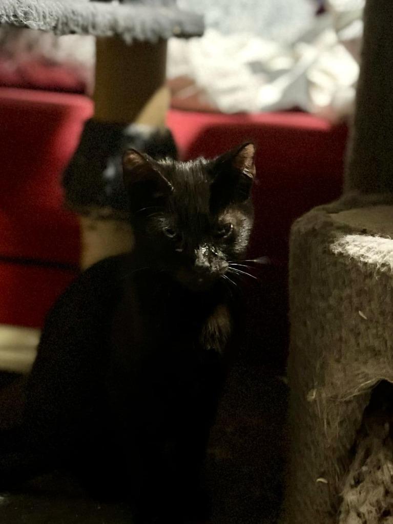 Slimshady, Adoptable, Young Male Domestic Short Hair.