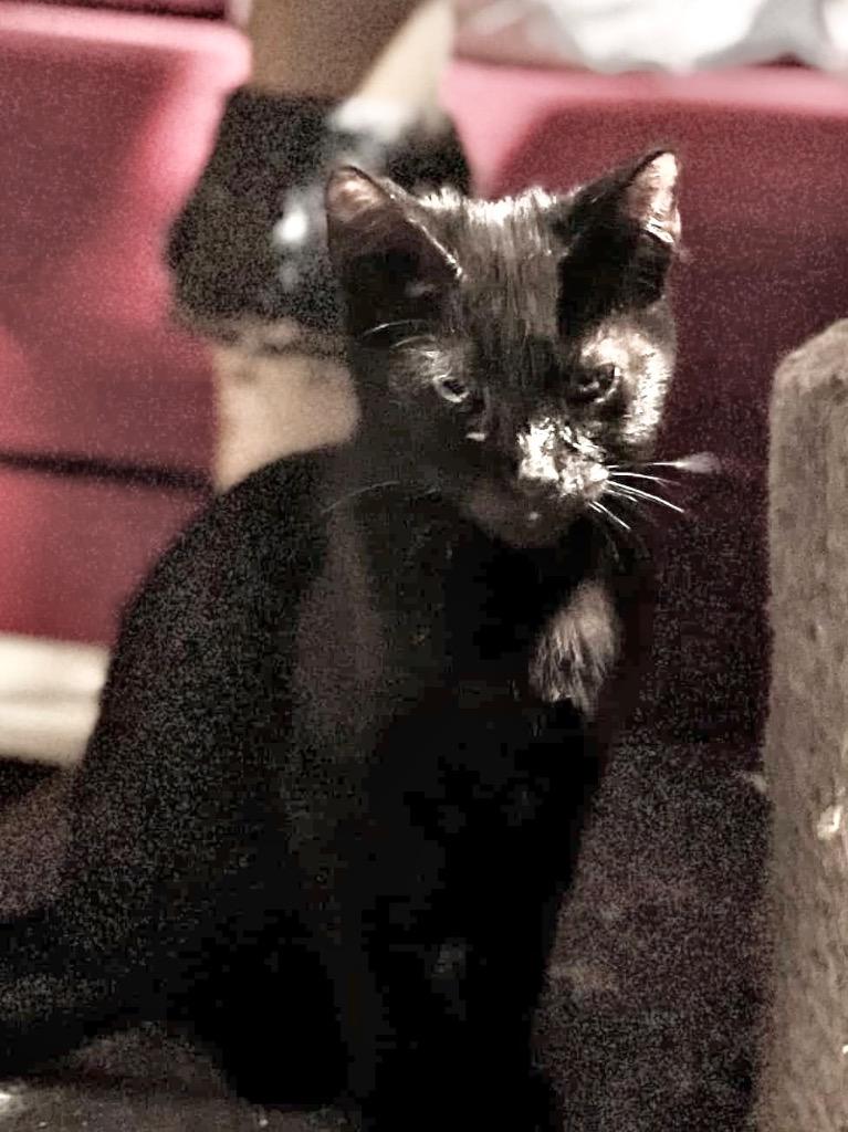 Slimshady, Adoptable, Young Male Domestic Short Hair.