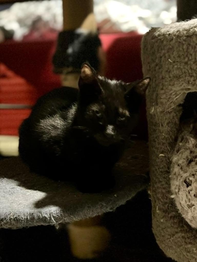 Slimshady, a Adoptable mixed breed in New Braunfels, TX image 5/5