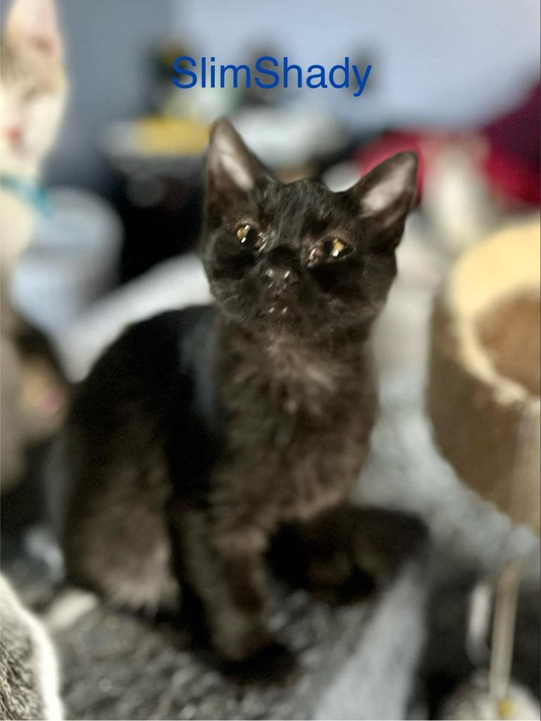 Enlarge Slimshady, a Adoptable mixed breed in New Braunfels, TX image 3/5