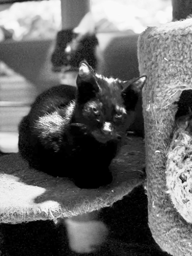 Enlarge Slimshady, a Adoptable mixed breed in New Braunfels, TX image 5/5