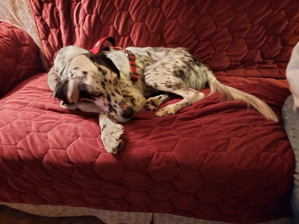 Available - Precious, Adoptable, Adult Male English Setter.