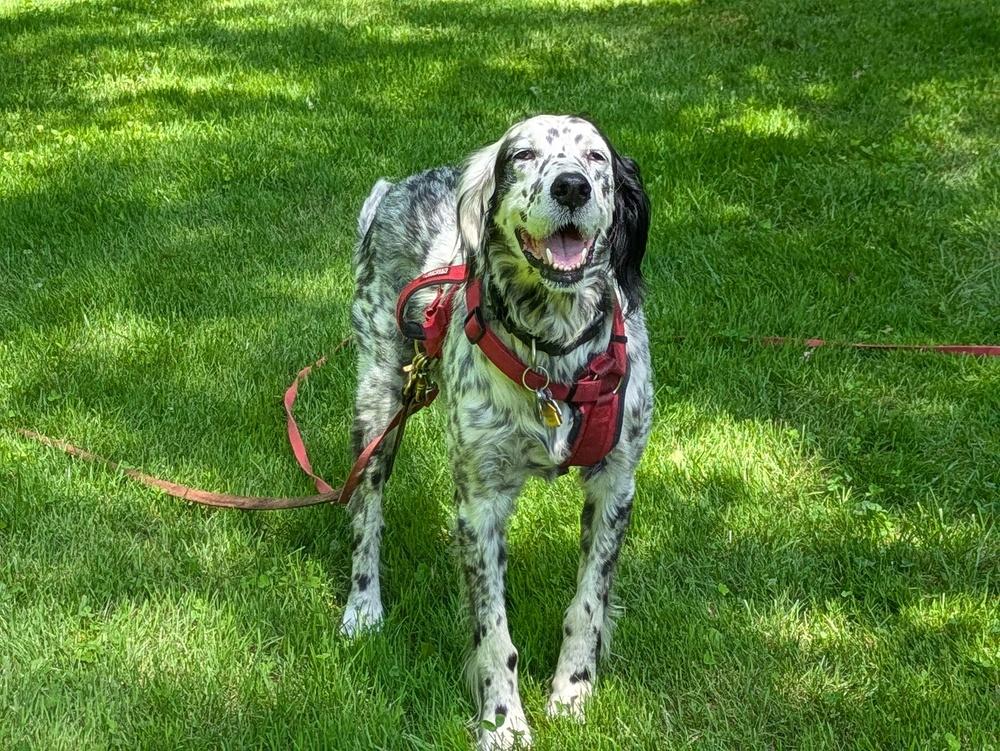 Enlarge Available - Precious, a Adoptable English Setter in Havertown, PA image 1/6