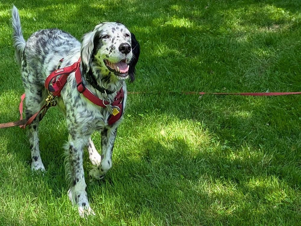 Enlarge Available - Precious, a Adoptable English Setter in Havertown, PA image 2/6