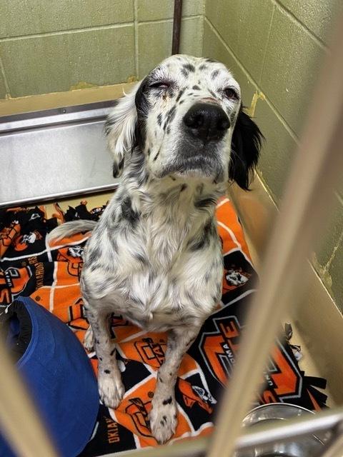 Enlarge Available - Precious, a Adoptable English Setter in Havertown, PA image 2/6