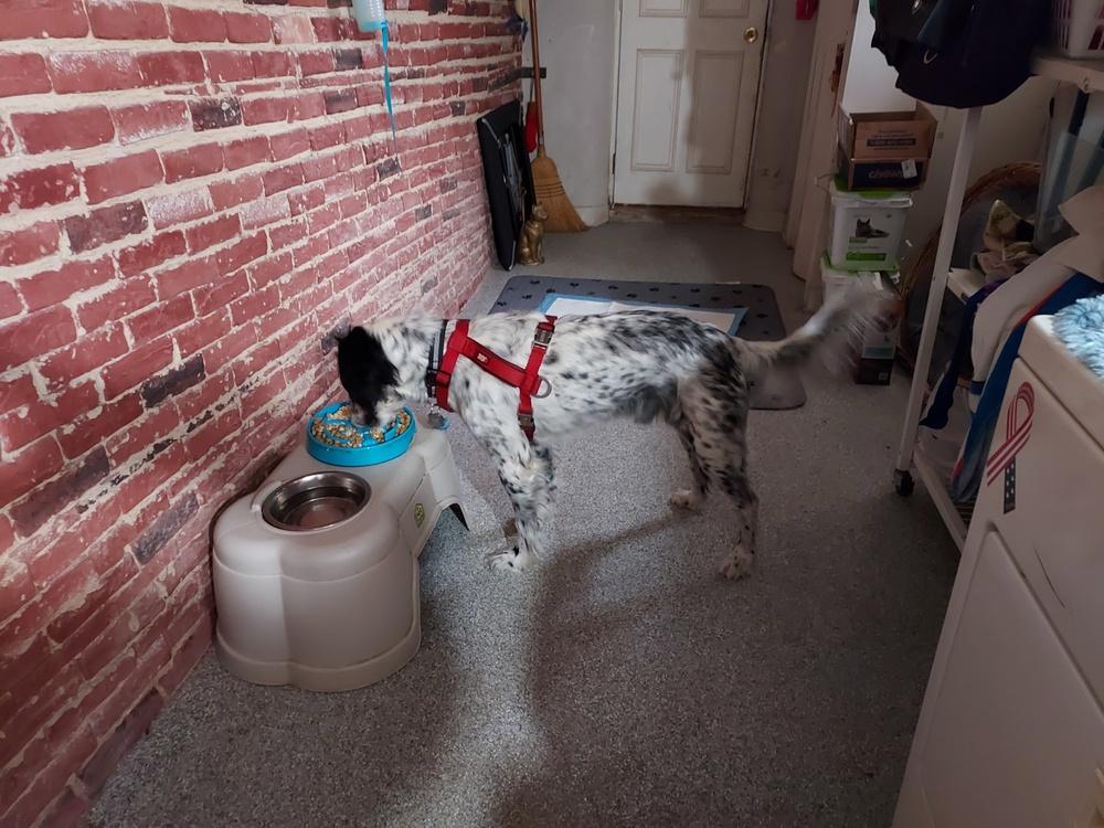 Enlarge Available - Precious, a Adoptable English Setter in Havertown, PA image 3/6