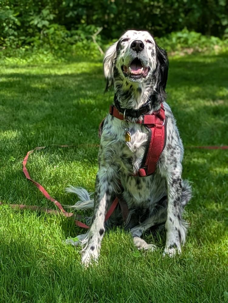 Enlarge Available - Precious, a Adoptable English Setter in Havertown, PA image 3/6
