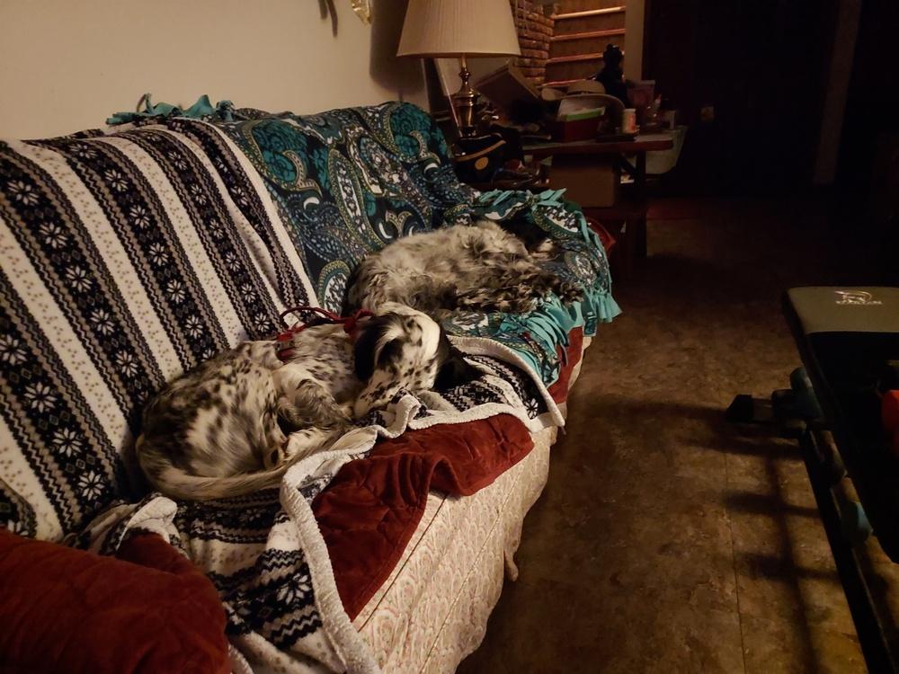 Enlarge Available - Precious, a Adoptable English Setter in Havertown, PA image 4/6