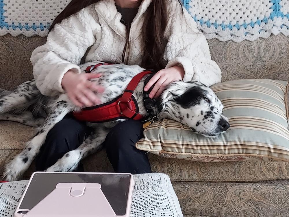 Available - Precious, Adoptable, Adult Male English Setter.