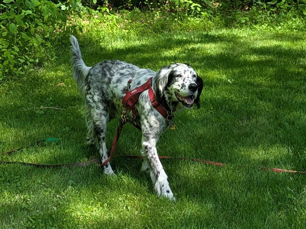 Enlarge Available - Precious, a Adoptable English Setter in Havertown, PA image 4/6