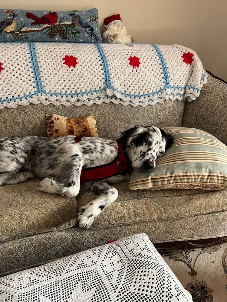 Enlarge Available - Precious, a Adoptable English Setter in Havertown, PA image 6/6