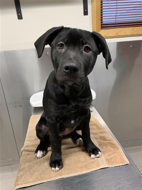 LYRA, Adoptable, Puppy Female Labrador Retriever & Mixed Breed.