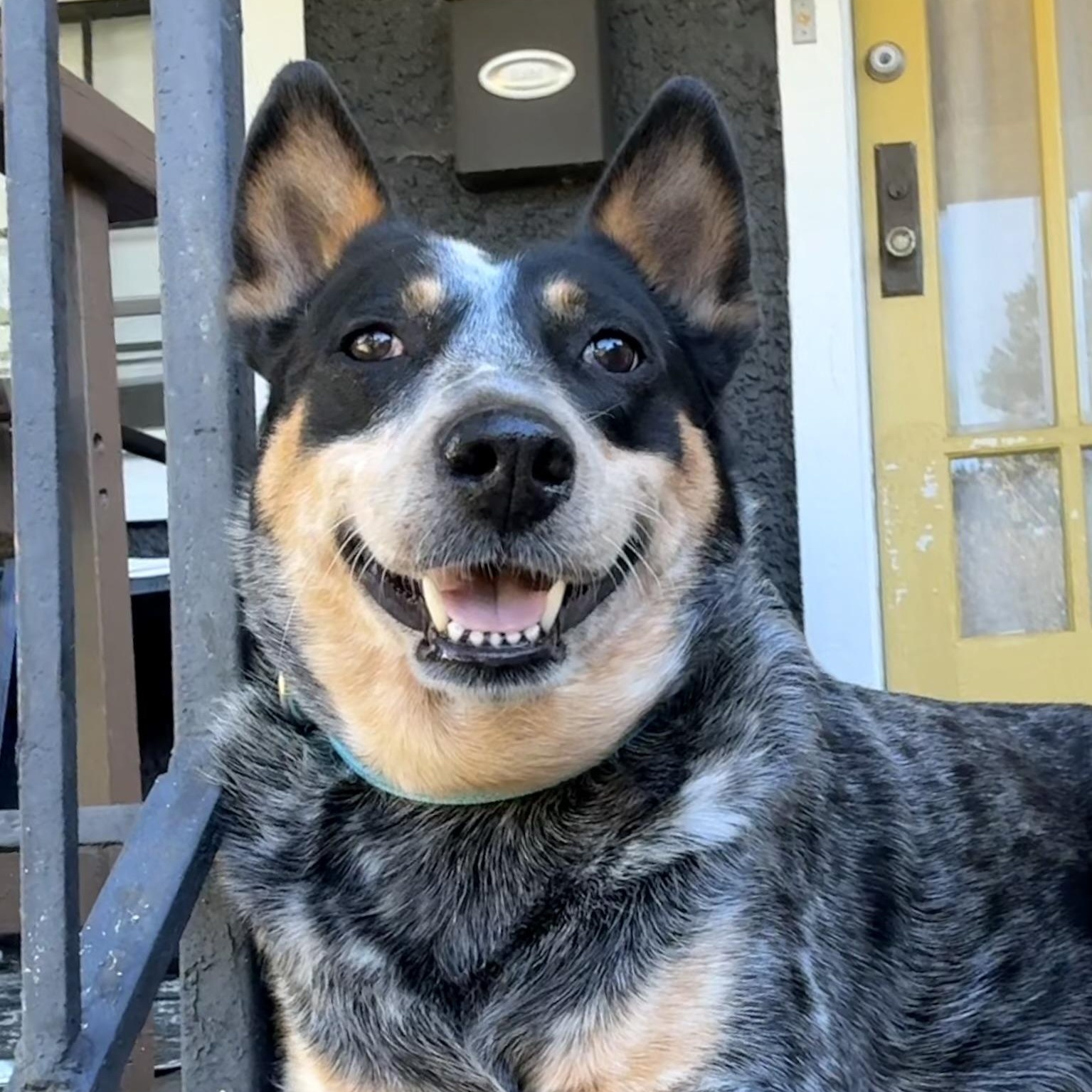 Enlarge Dolly, a Adoptable Australian Cattle Dog / Blue Heeler in Richmond, VA image 1/5