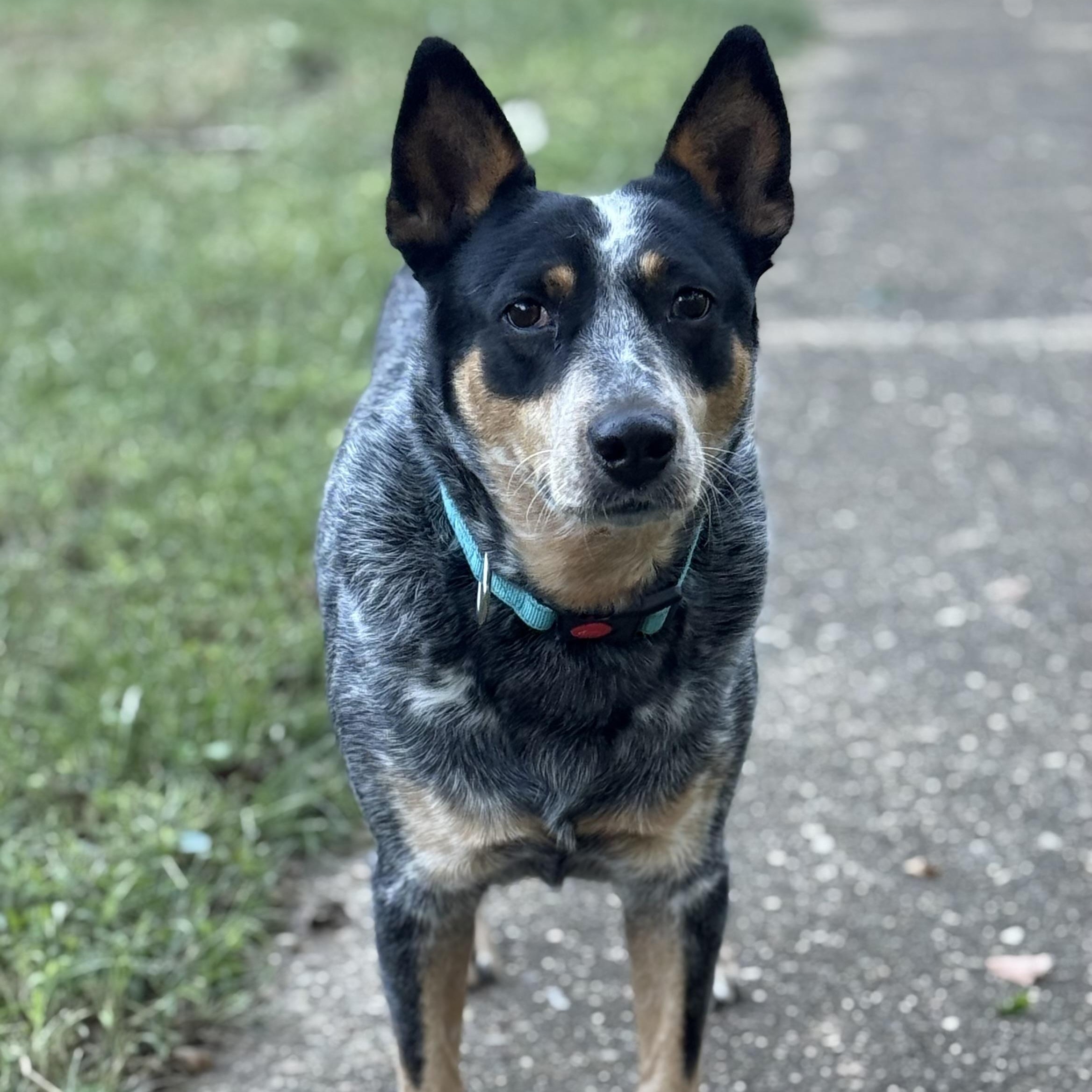Enlarge Dolly, a Adoptable Australian Cattle Dog / Blue Heeler in Richmond, VA image 3/5