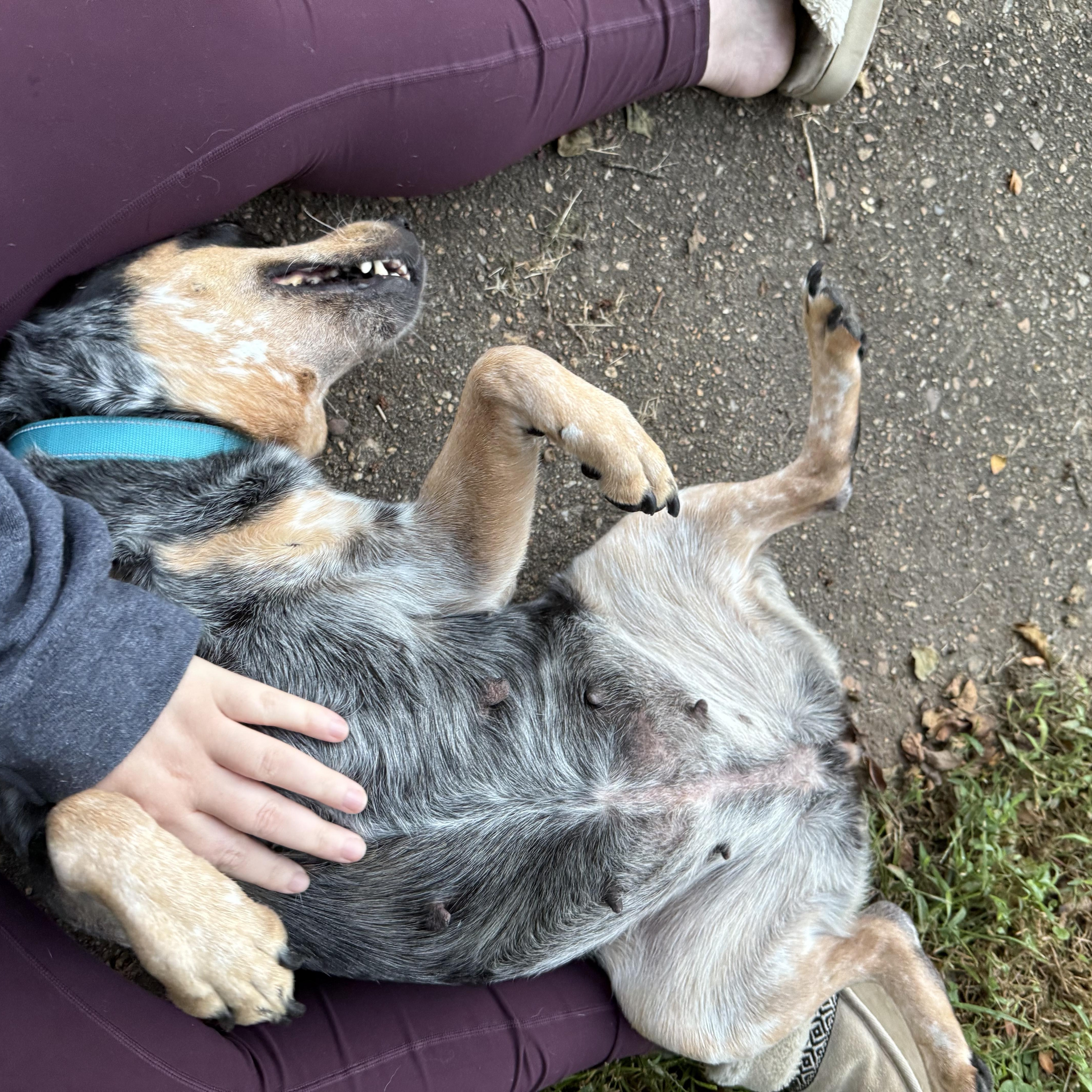 Enlarge Dolly, a Adoptable Australian Cattle Dog / Blue Heeler in Richmond, VA image 5/5