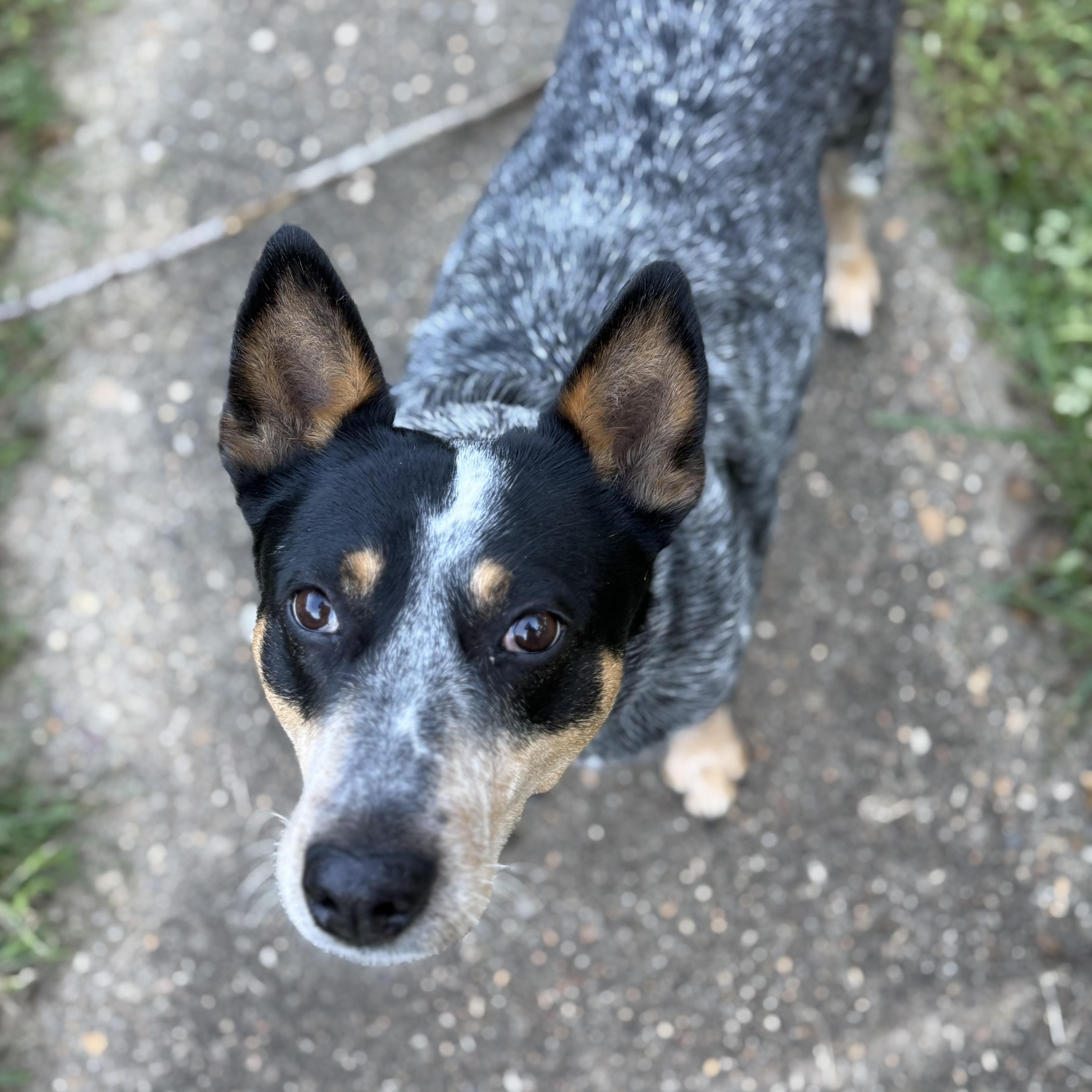 Enlarge Dolly, a Adoptable Australian Cattle Dog / Blue Heeler in Richmond, VA image 4/5