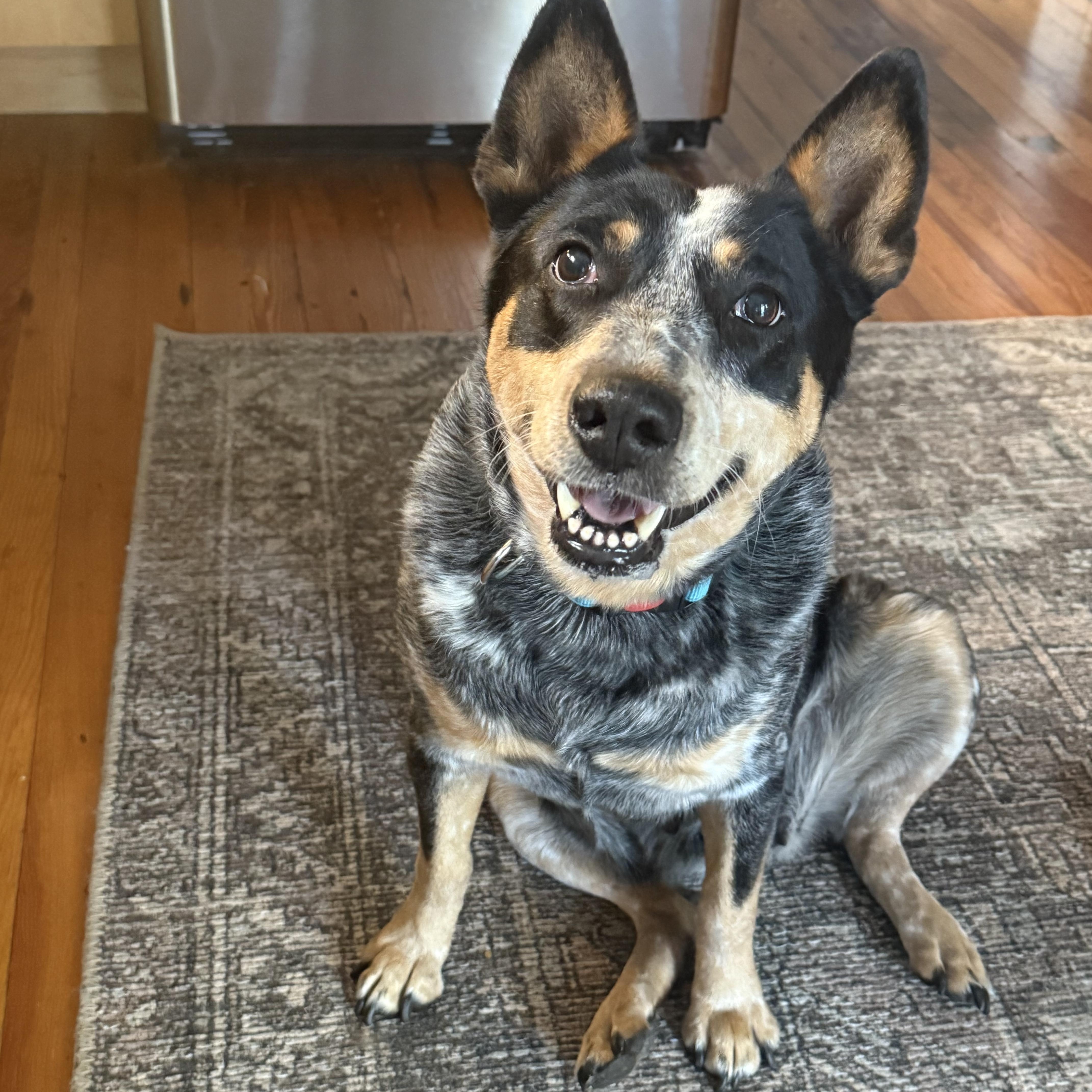 Enlarge Dolly, a Adoptable Australian Cattle Dog / Blue Heeler in Richmond, VA image 2/5