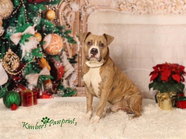 Enlarge ROCKY R.B., a Adoptable mixed breed in Omaha, NE image 1/1