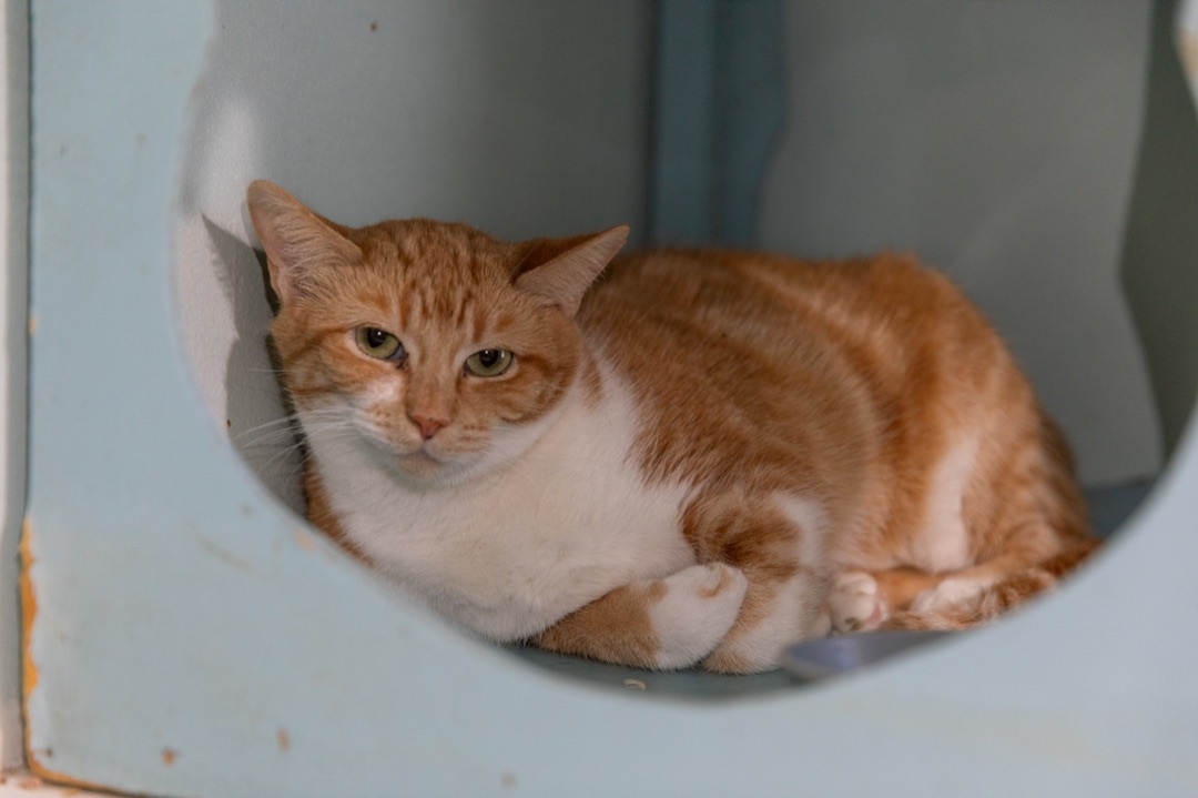 Yoda, Adoptable, Adult Male Domestic Short Hair.