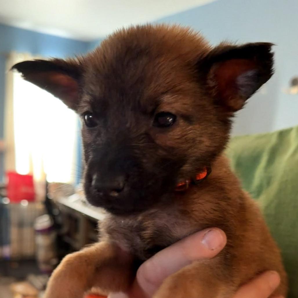 Jyn, Adoptable, Puppy Female Shepherd.