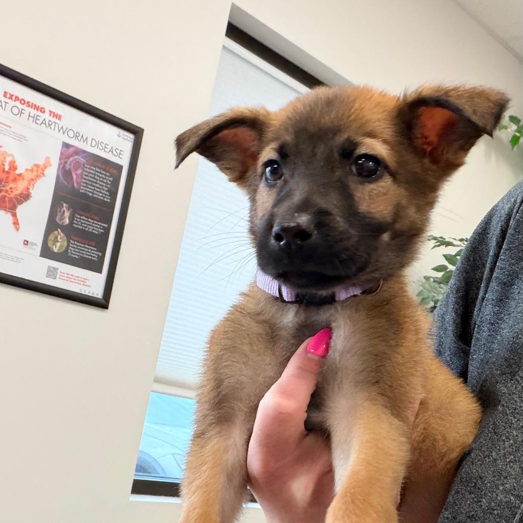 Enlarge Jyn, a Adoptable Shepherd in Saint John, IN image 2/3