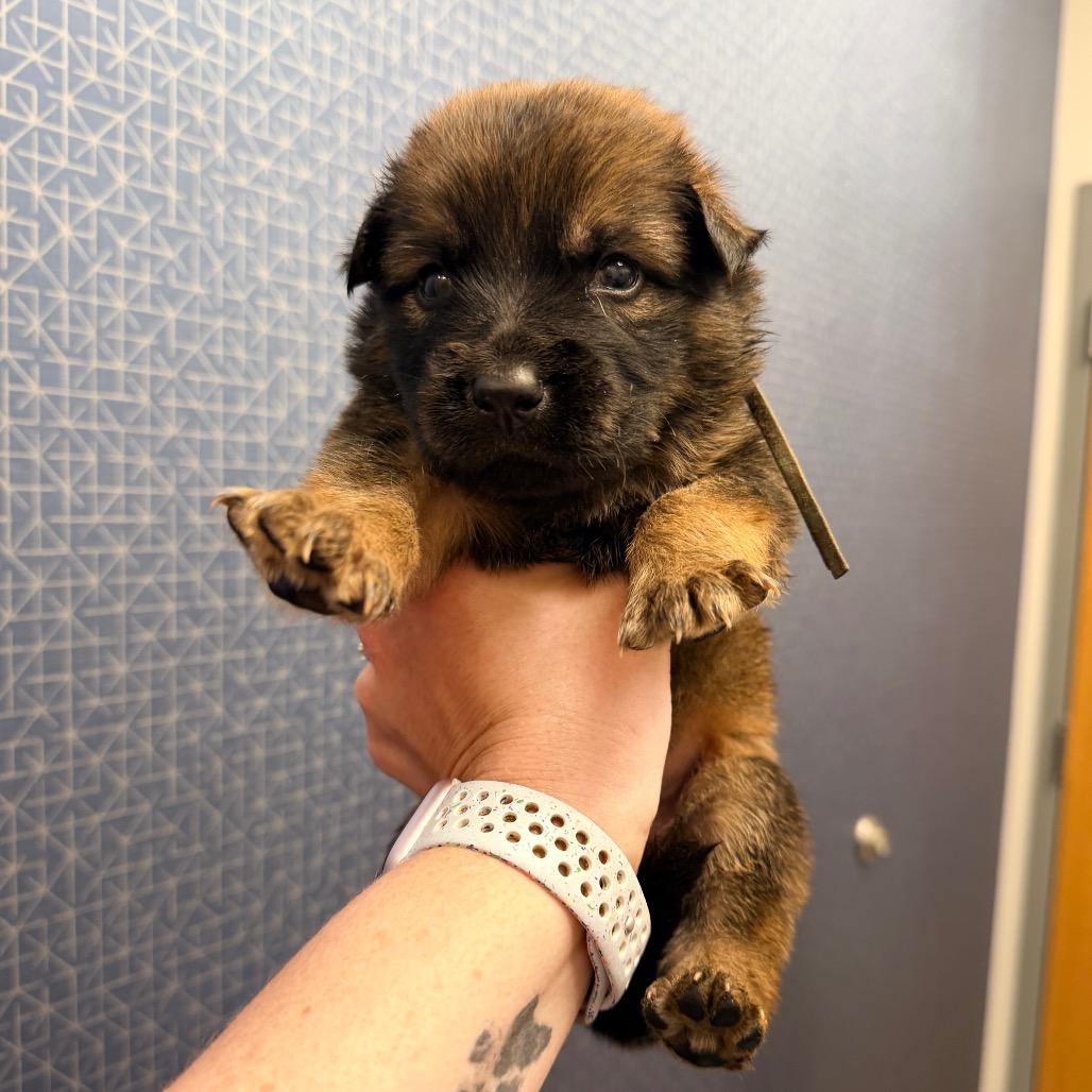 Enlarge Jyn, a Adoptable Shepherd in Saint John, IN image 3/3