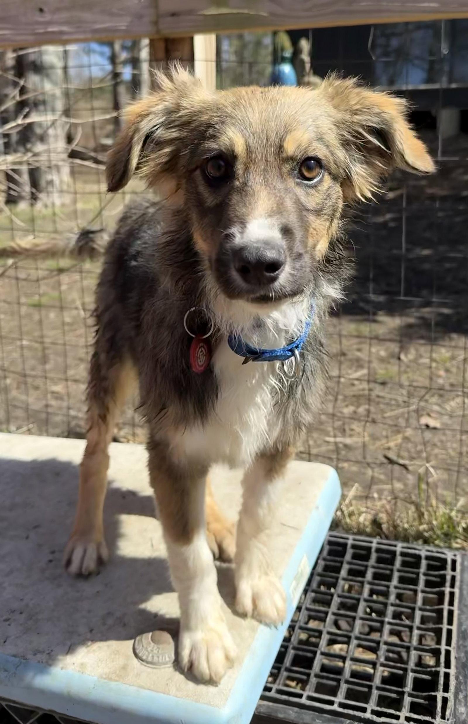 Bear Theo *LOCAL*, Adoptable, Puppy Male Collie.