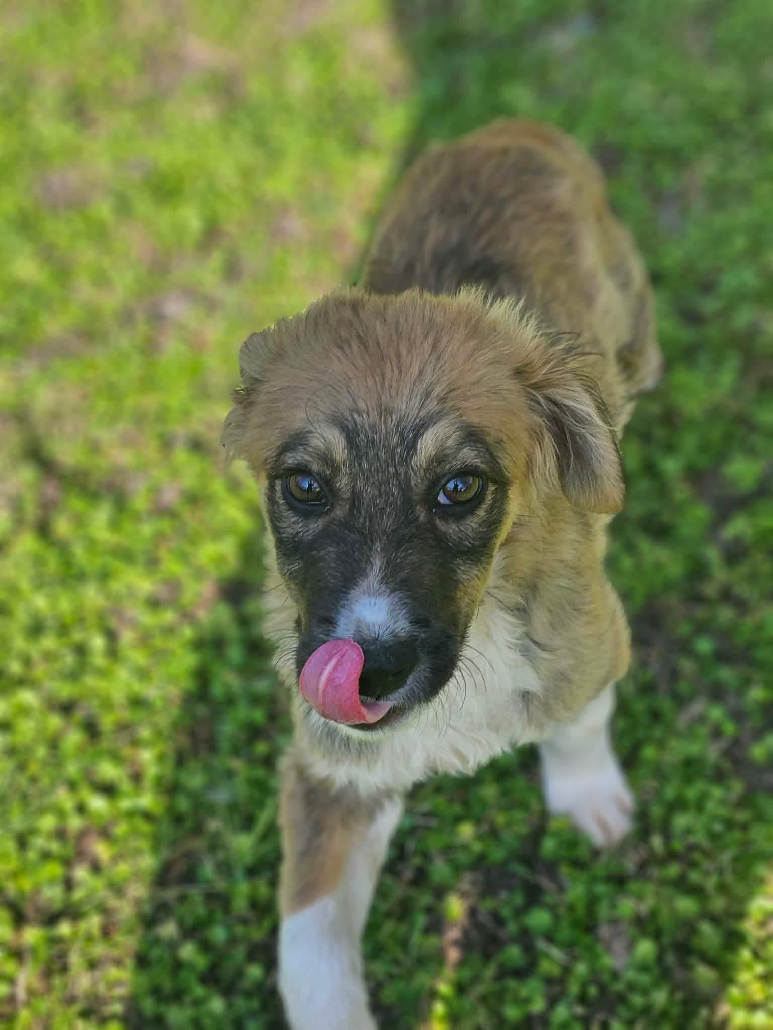 Enlarge Bear Theo *LOCAL*, a Adoptable Collie in Wakefield, RI image 2/3