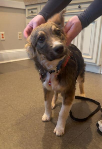 Enlarge Bear Theo *LOCAL*, a Adoptable Collie in Wakefield, RI image 3/3