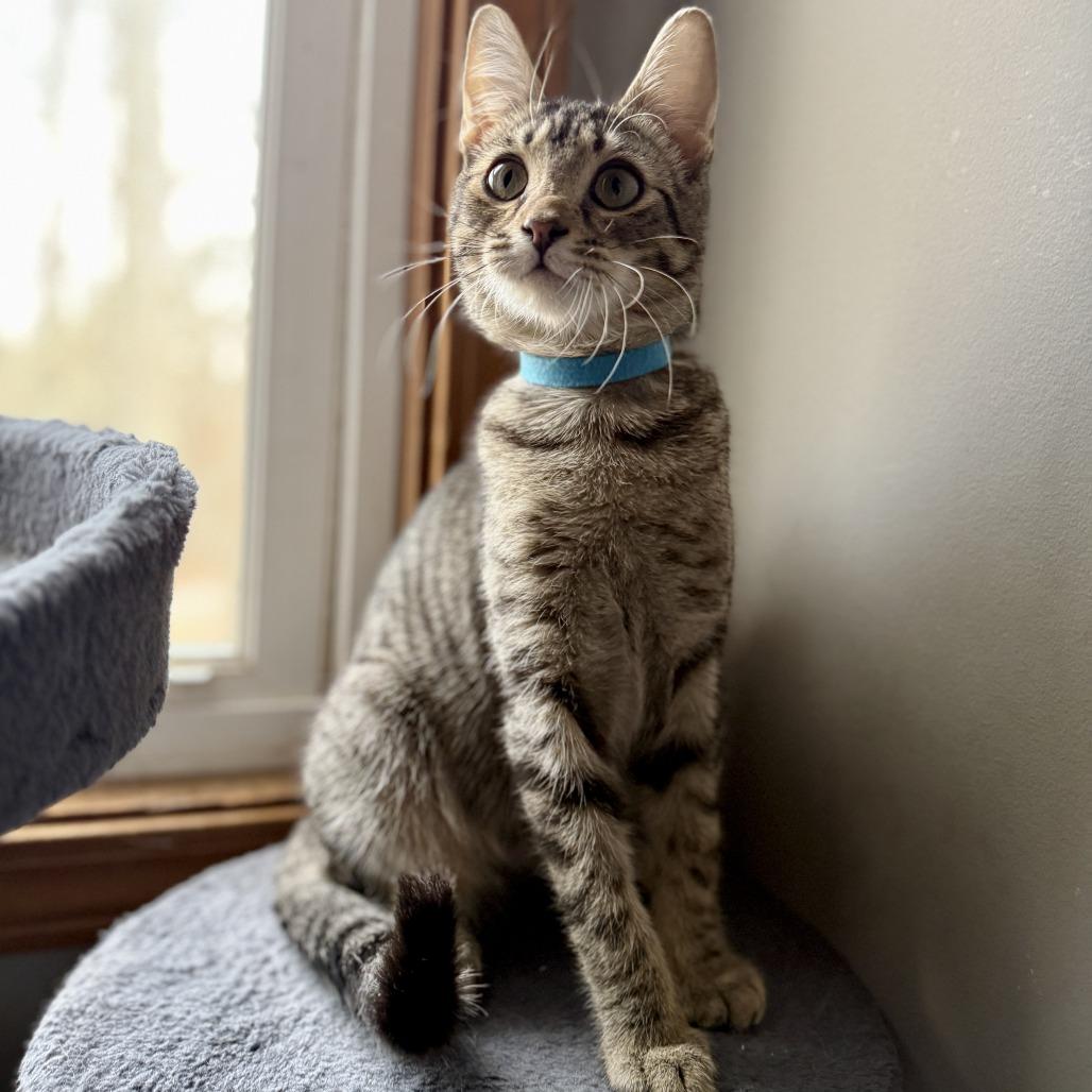 Arugula — thumbnail 2