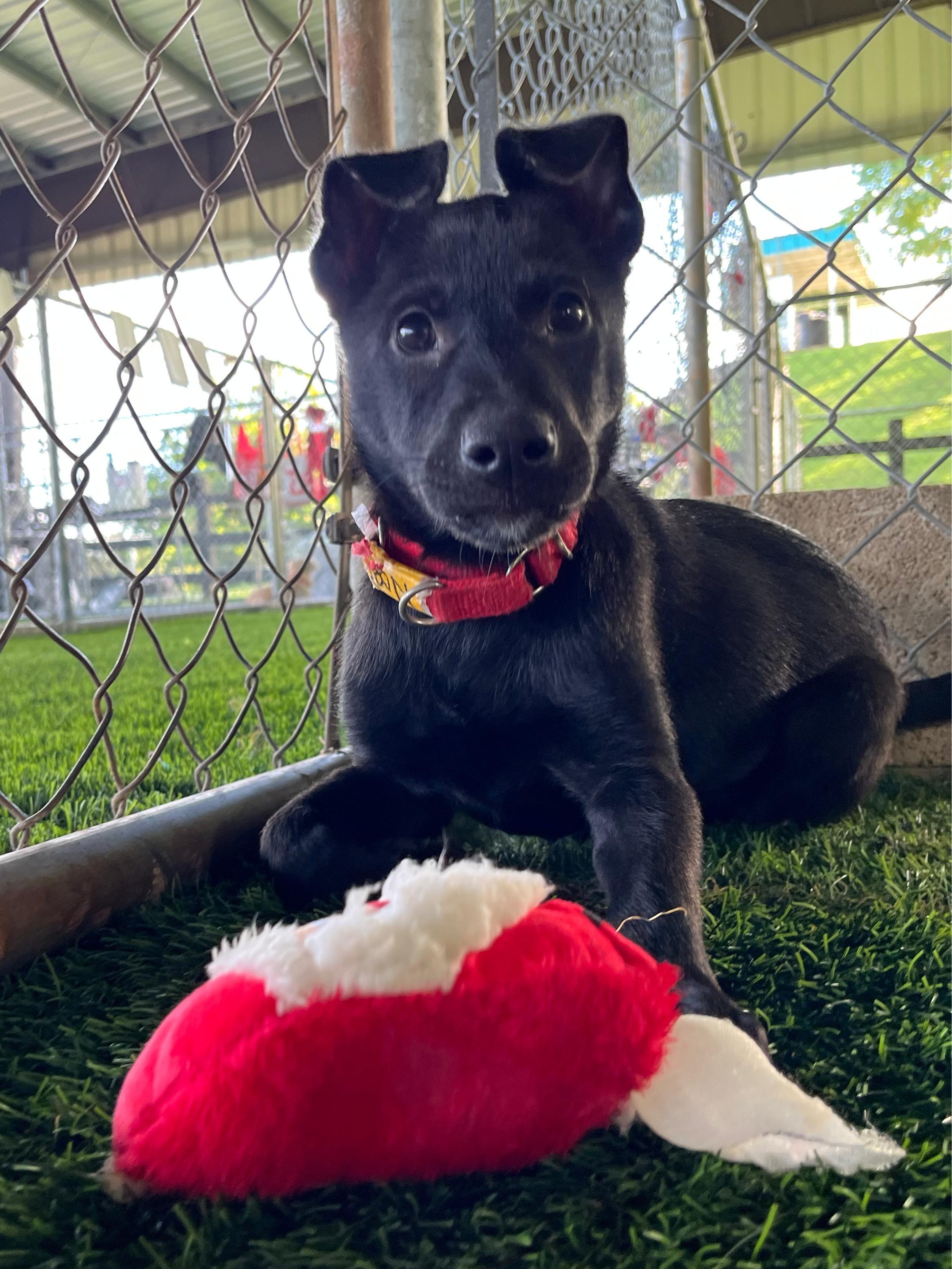 Enlarge Noel, a ADOPTABLE mixed breed in Morristown, NJ image 4/5