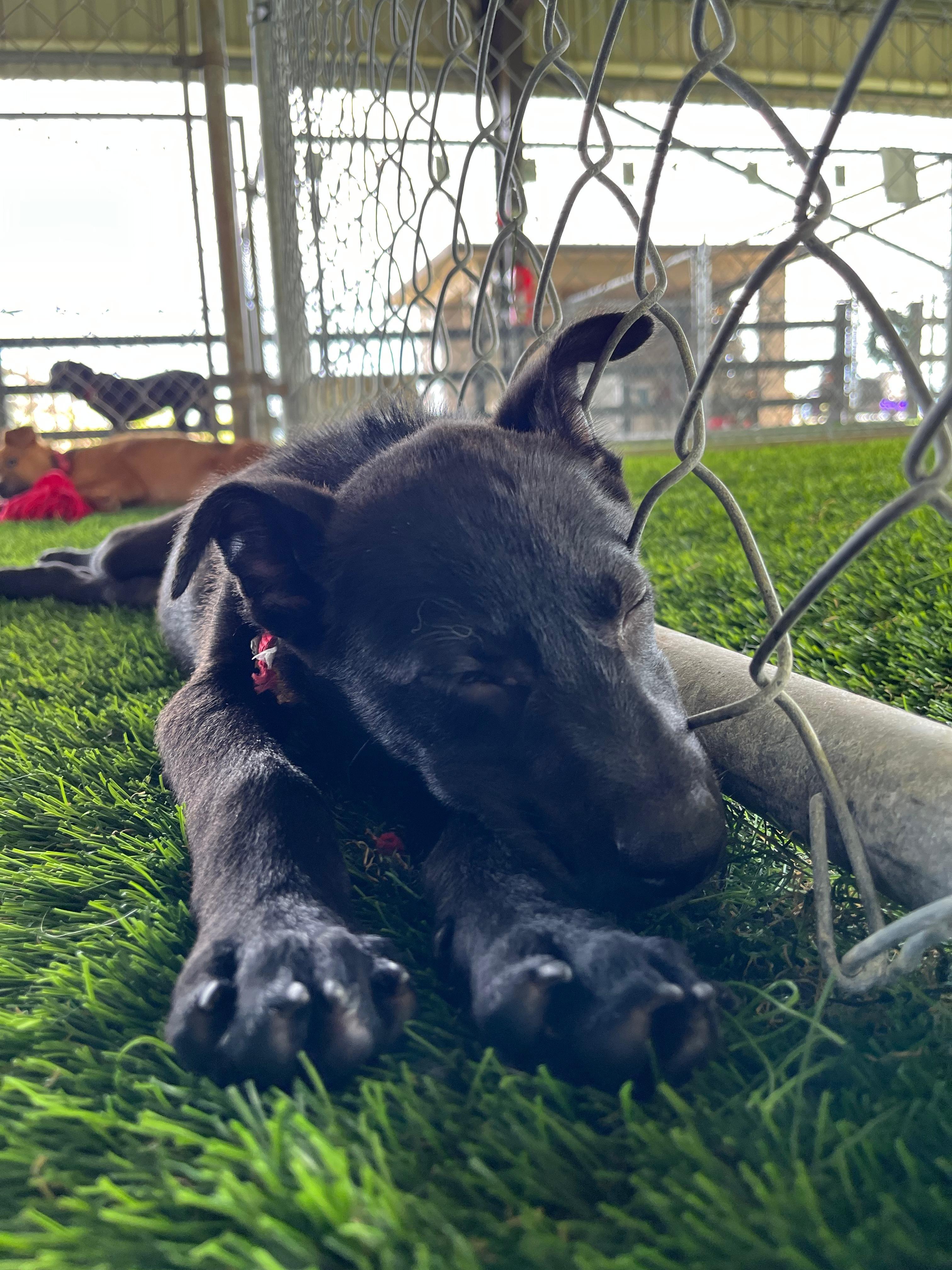 Enlarge Noel, a ADOPTABLE mixed breed in Morristown, NJ image 5/5