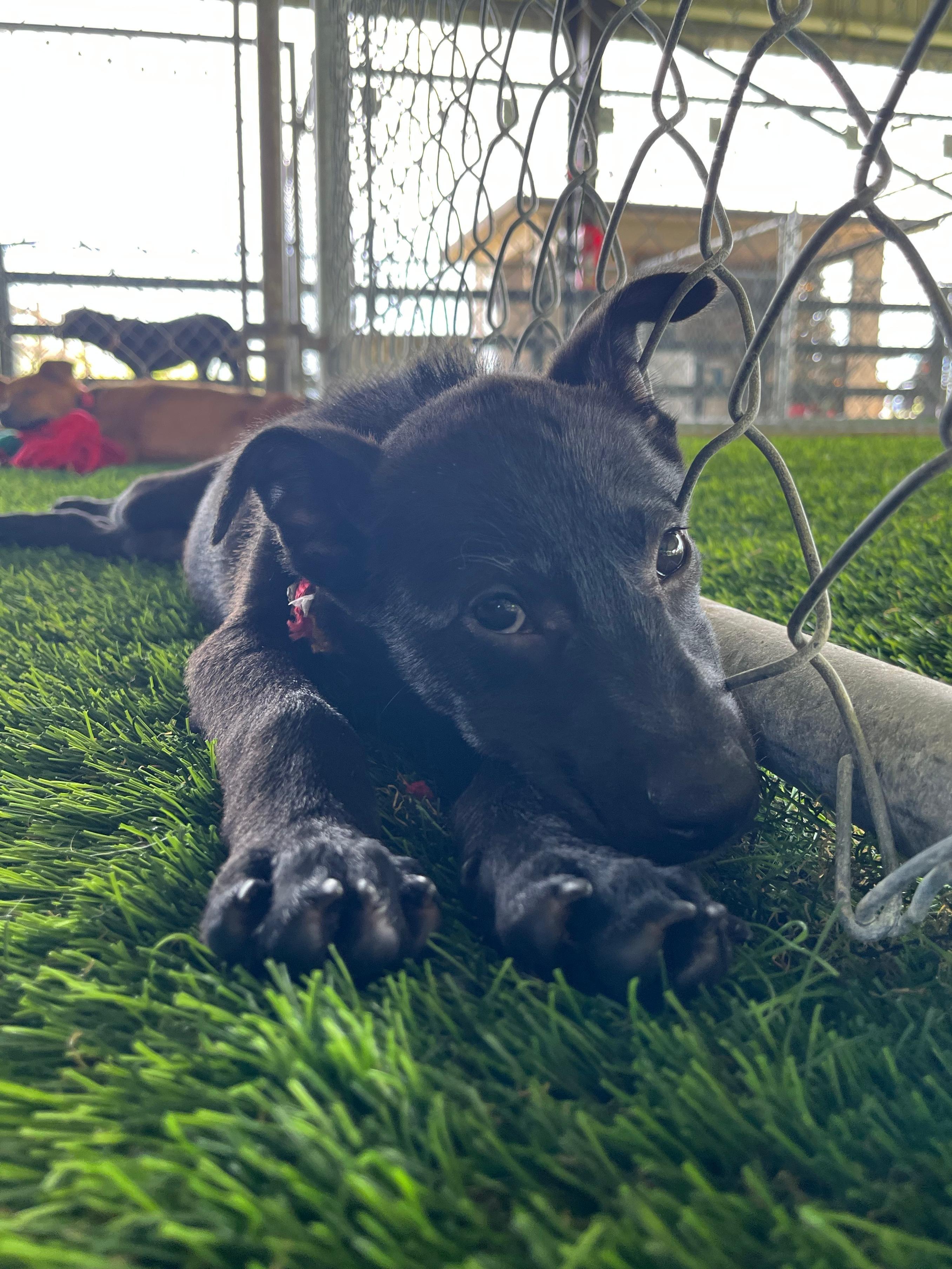 Enlarge Noel, a ADOPTABLE mixed breed in Morristown, NJ image 2/5